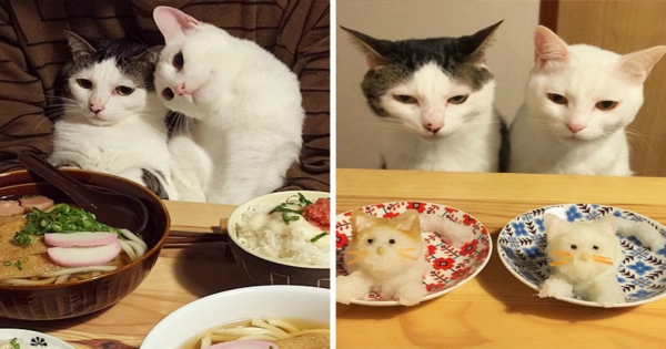 Κάθε Φορά που αυτό το Ζευγάρι Γιαπωνέζων τρώει, οι Γάτες του Τρέχουν στο Τραπέζι και Κάνουν ΑΥΤΟ! (Εικόνες)