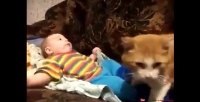 Η γάτα βάζει το μωρό για ύπνο (Βίντεο)