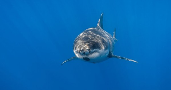 Το φωτογραφικό κυνήγι του λευκού καρχαρία (Εικόνες)