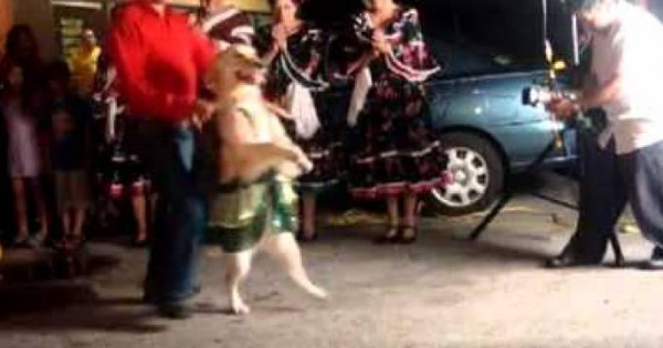 Το πιo απίθανο σκυλί που είδατε ποτέ, χορεύει ! ! (Βίντεο)