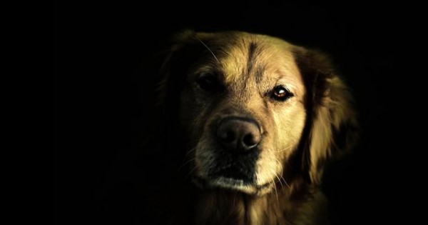 Μπορούν τα σκυλιά μας να δουν στο σκοτάδι; Φοβούνται όπως εμείς; [vds]