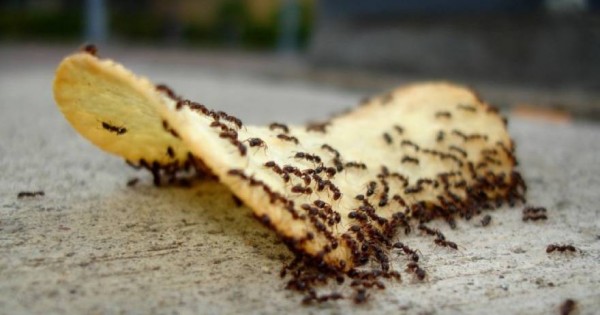 Πώς θα απαλλαγείτε από τα μυρμήγκια στο σπίτι σας