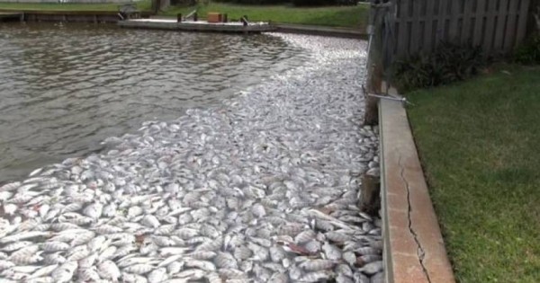Χιλιάδες ψάρια βρέθηκαν νεκρά στη Φλόριντα [βίντεο]
