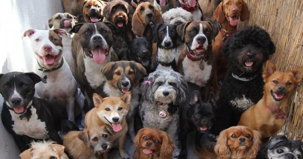 Ποια από αυτές τις 10 ράτσες σκύλων είναι η πιο… Χαδιάρικη; (φωτό)