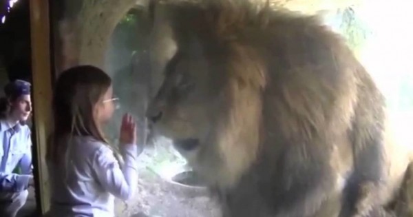 Αυτή η μικρούλα έστειλε ένα φιλάκι σε αυτό το λιοντάρι αλλά δεν περίμενε με τίποτα αυτή την αντίδρασή του! (Βίντεο)