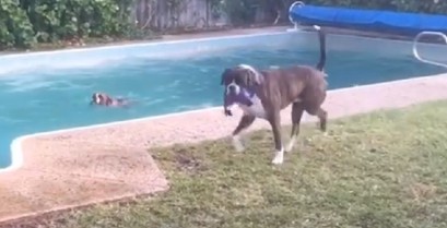 Ο σκύλος τρολάρει τον φίλο του (Βίντεο)