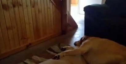 Το ροχαλητό του σκύλου (Βίντεο)