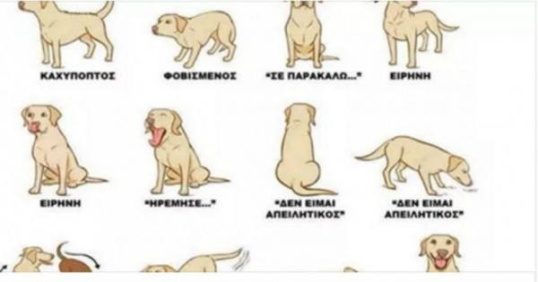 Σινιάλα – Τι σημαίνουν αυτά που σας «λέει» ο σκύλος σας
