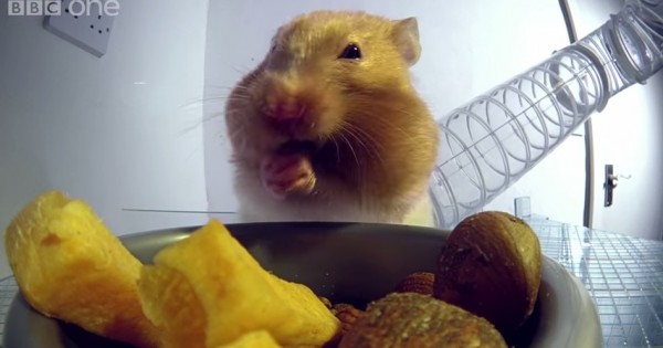 Πως μπορεί ένα χάμστερ και χωράει τόση ποσότητα φαγητού στο στόμα του; (Βίντεο)