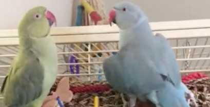 Δύο αγαπημένοι παπαγάλοι (Βίντεο)