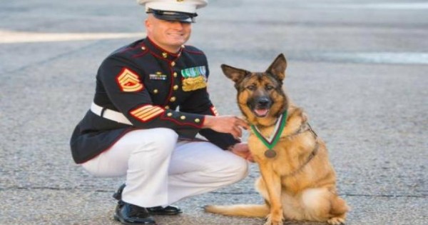O σκύλος – ήρωας που έχασε το πόδι του για να προστατέψει τους στρατιώτες (vid)