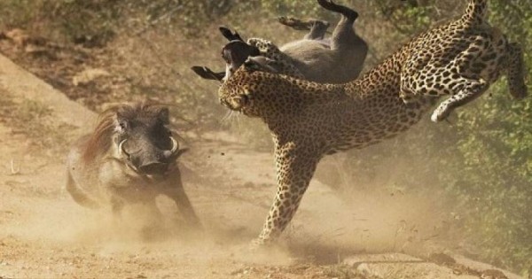 Επική μάχη: Αγριογούρουνο επιτίθεται σε λεοπάρδαλη για να προφυλάξει το μικρό του (φωτό)