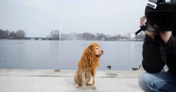 Από αδέσποτος σκύλος, περήφανο λιοντάρι! [photos]