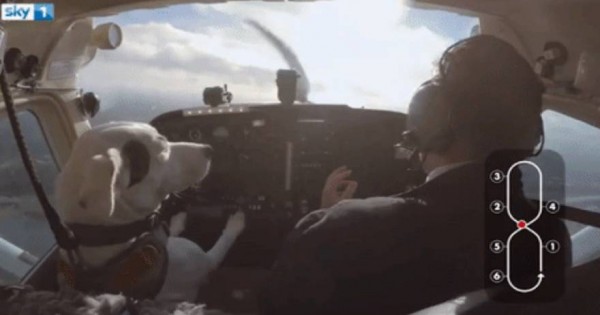 Ο σκύλος που… πιλοτάρει αεροπλάνο!- Από το κατώφλι της ευθανασίας στο κόκπιτ (βίντεο)