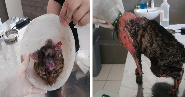 Ιεράπετρα: Βρήκε αδέσποτη γάτα να υποφέρει καμένη από καυτό λάδι! (Εικόνες)