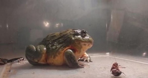 Ένας βάτραχος που τρώει τα πάντα! (Βίντεο)