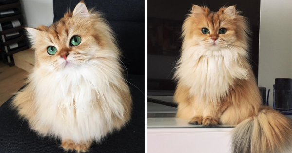 Αυτή η γάτα έχει πάνω από 100.000 followers στο Instagram. O λόγος; Δείτε και θα καταλάβετε!