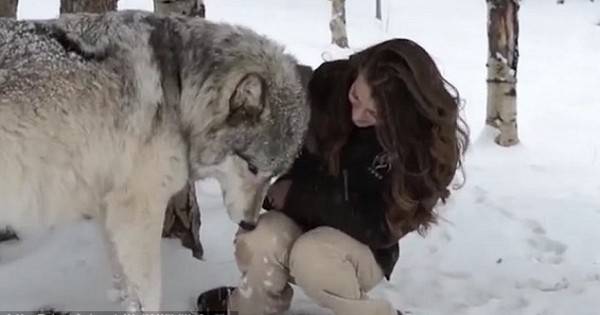 Απίστευτο: Τεράστιος λύκος δεν χορταίνει από την αγάπη της! (βίντεο)