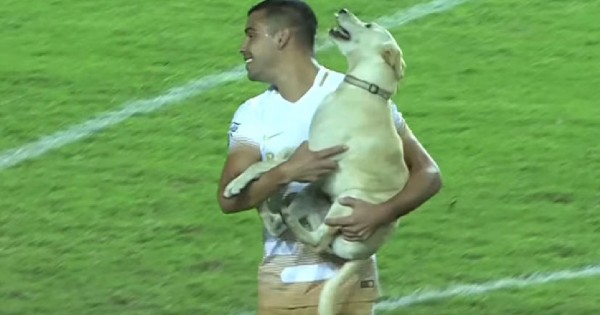 Δείτε το πιο ευτυχισμένο σκυλί στον κόσμο λατρεύει το ποδόσφαιρο!