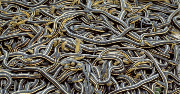 Απλά δείτε τι θα συμβεί όταν 75.000 φίδια ξυπνούν στο ίδιο σημείο…!
