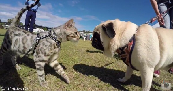 Αυτή η γάτα χαιρετάει 50 σκύλους σε Αυστραλιανό διαγωνισμό σκύλων!