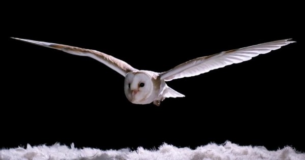 Η κουκουβάγια πετά πάνω από ένα κρεβάτι με φτερά και αποκαλύπτει ένα εκπληκτικό μυστικό
