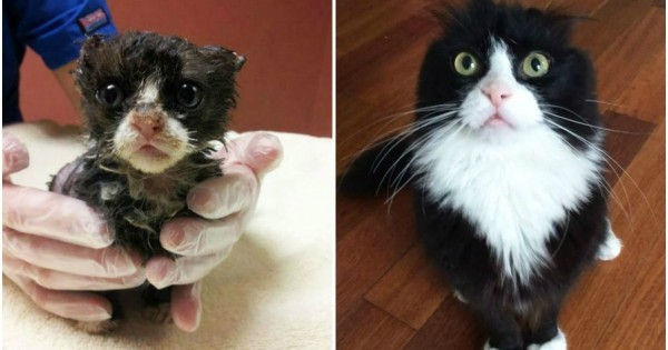 Απλά δείτε: 14 γάτες πριν και μετά την υιοθεσία