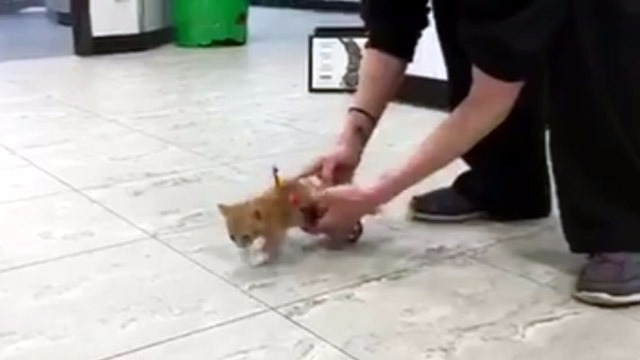 adorable-moment-tiny-paralyzed-kitten-realizes-he-can-run-againdefault1-1