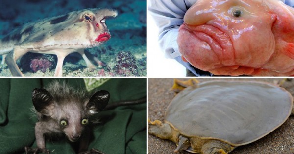Αυτά είναι τα πιο περίεργα ζώα του πλανήτη! (Εικόνες)