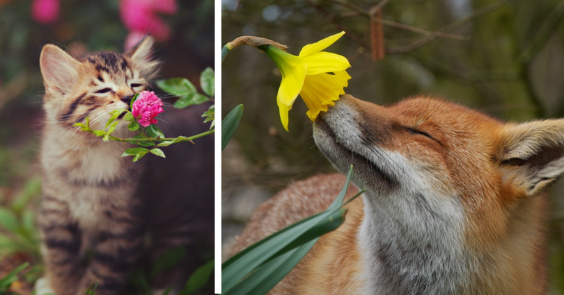 animals-smelling-flowers-fb3-810x425