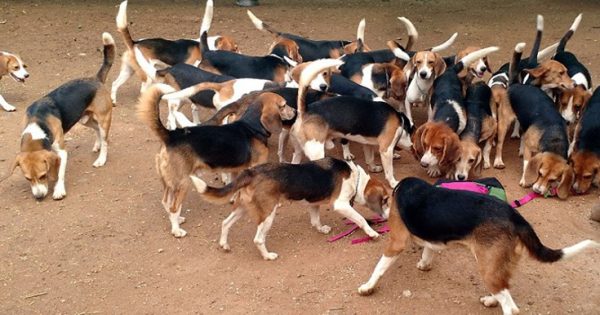 Συγκινητικό βίντεο: 156 Σκύλοι-Beagle πειραματόζωα βλέπουν το φως του ήλιου για πρώτη φορά