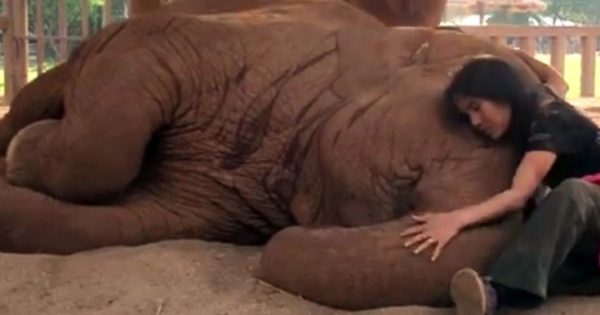 Σκέτη γλύκα: Ο ελέφαντας κοιμάται… με νανουρίσματα της γυναίκας που τον φροντίζει (βίντεο)