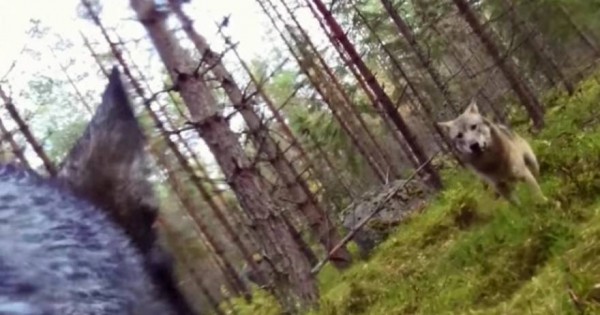 Συγκινητικό βιντεο: Δείτε τη μάχη ενός σκύλου με δύο λύκους για να σώσει το αφεντικό του