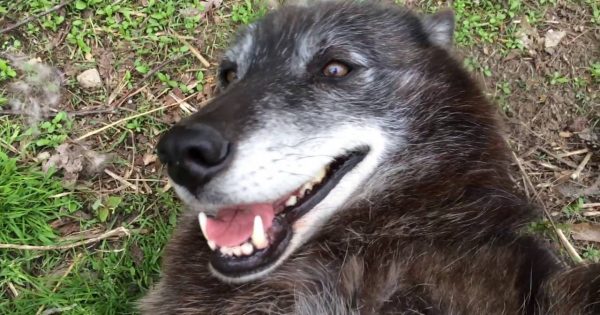 Ένας πολύ χαρούμενος λύκος