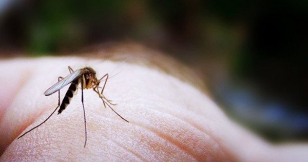 Κάτι που μας ενδιαφέρει: Επτά φυσικοί τρόποι για να απωθήσετε τα κουνούπια