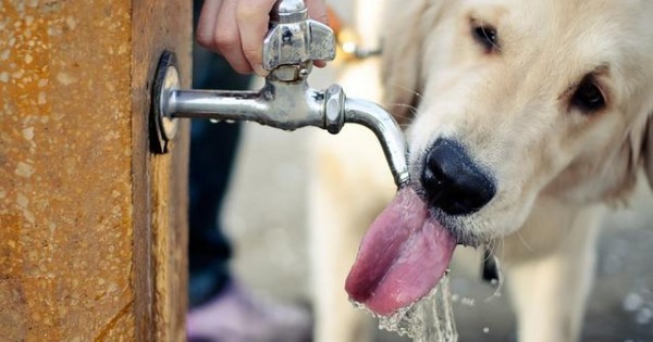 Τι είναι ωφέλιμο να πίνει ο σκύλος σου… εκτός από νερό