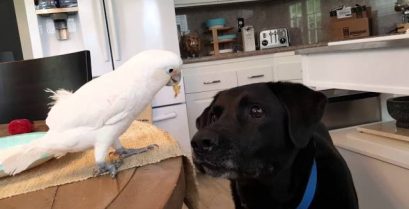 Epic βίντεο: Ο παπαγάλος ταΐζει το λαμπραντόρ!