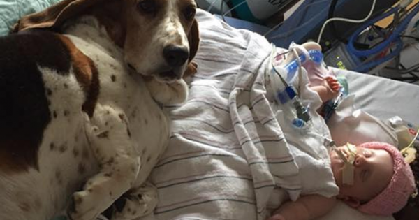 Ο σκύλος που συγκίνησε τους πάντες: Αρνείται να εγκαταλείψει το μόλις 5 μηνών μωράκι που έπαθε εγκεφαλικό