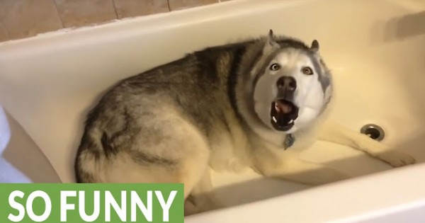 Δεν υπάρχει: Πεισματάρικο χάσκυ κάνει τα πάντα για να μείνει λίγο ακόμα στην μπανιέρα!