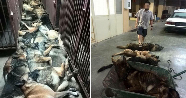 Δεκάδες σκυλιά θανατώθηκαν από εταιρεία ασφαλείας στο Κουβέιτ όταν τελείωσε η σύμβασή της!