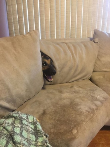 σκυλάκια καναπές 