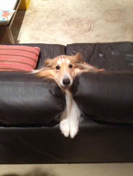 σκυλάκια καναπές 