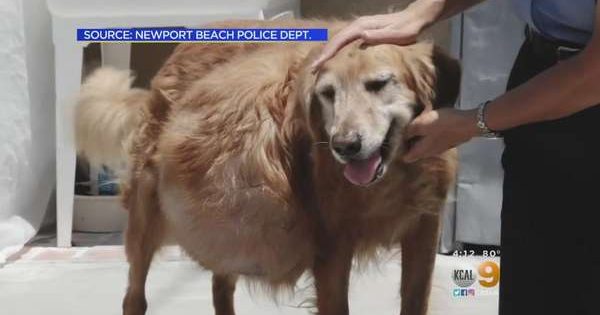 Εγκατέλειψαν σκύλο με έναν γιγάντιο όγκο στην κοιλιά του 20 κιλών! Ευτυχώς κάποιοι του έσωσαν την ζωή!!