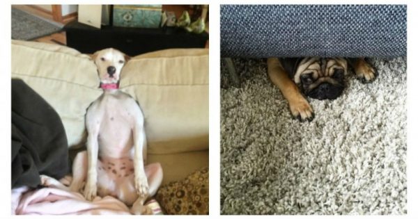 16 σκυλάκια που σφήνωσαν στον καναπέ
