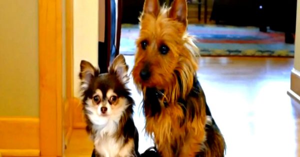 Δύο σκυλάκια νιώθουν ενοχές… Γιατί;