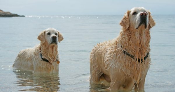Σκυλιά στη θάλασσα και νόμοι; Μαγική εικόνα
