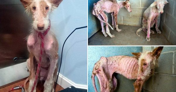Ισπανοί κακοποίησαν σκυλιά με τον χειρότερο Τρόπο. Τώρα, γίνεται έκκληση για να βρεθούν οι ένοχοι