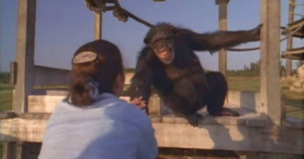 Χιμπατζής χαμογελά και αγκαλιάζει τη γυναίκα που τον έσωσε πριν 25 χρόνια [φωτό, βίντεο]