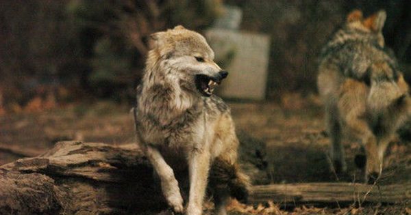Οι λύκοι εξημερώθηκαν σε σκύλους και στην Ασία και στην Ευρώπη