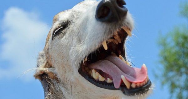 Βουρτσίστε τα δόντια του σκύλου σας σε 4 βήματα